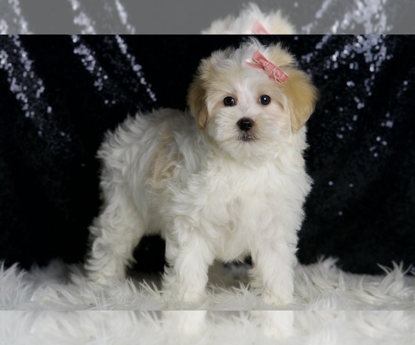 Medium Photo #3 Maltipoo Puppy For Sale in WARSAW, IN, USA