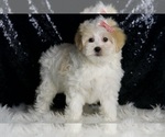 Small #2 Maltipoo
