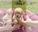 Small Photo #20 Goldendoodle Puppy For Sale in CROTON, MI, USA