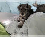 Small Photo #92 Schnauzer (Miniature) Puppy For Sale in CAMBRIDGE, MA, USA