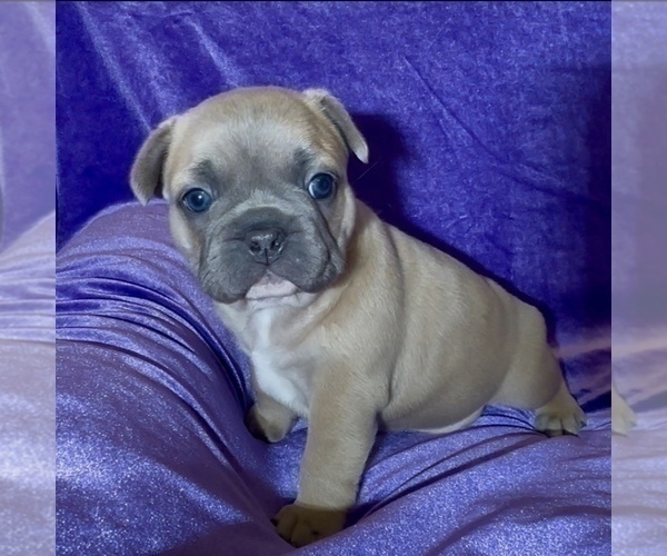 Medium Photo #10 French Bulldog Puppy For Sale in WEXFORD, PA, USA