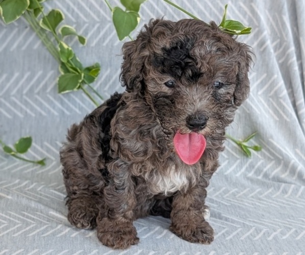 Medium Photo #3 Poodle (Toy) Puppy For Sale in GOSHEN, IN, USA