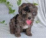 Small #2 Poodle (Toy)