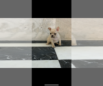 Small Photo #16 French Bulldog Puppy For Sale in LEAWOOD, KS, USA