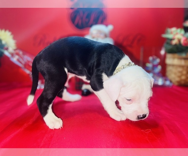 Medium Photo #4 American Pit Bull Terrier Puppy For Sale in TRENTON, NJ, USA