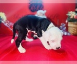 Small Photo #20 American Pit Bull Terrier Puppy For Sale in TRENTON, NJ, USA