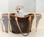 Small Photo #2 Maltipoo Puppy For Sale in BEVERLY HILLS, CA, USA