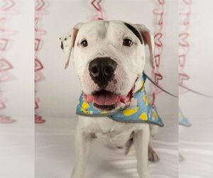 American Bulldog-Unknown Mix Dogs for adoption in Charlotte, NC, USA