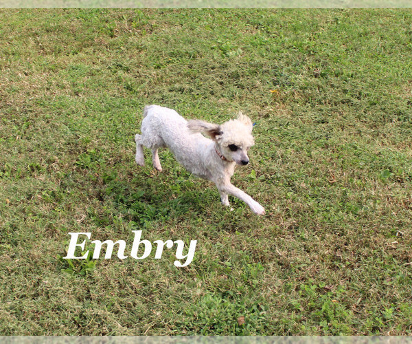 Medium Photo #21 Poodle (Miniature) Puppy For Sale in CHANUTE, KS, USA