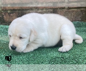 Labrador Retriever Puppy for sale in OSYKA, MS, USA