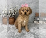 Small #4 Cavapoo (Standard)