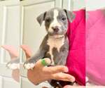 Small #4 American Pit Bull Terrier