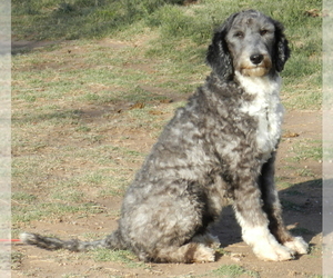 Mother of the Sheepadoodle puppies born on 02/16/2023