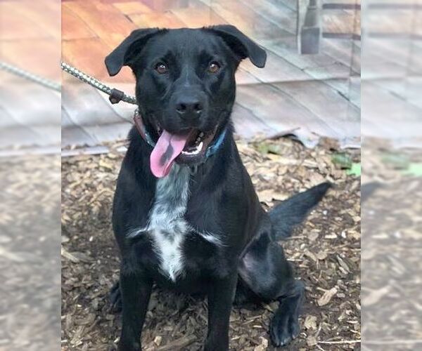 Medium Photo #15 Labrador Retriever-Unknown Mix Puppy For Sale in Rockaway, NJ, USA
