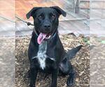 Small #14 Labrador Retriever Mix