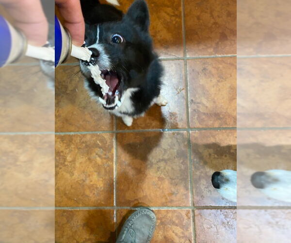 Medium Photo #4 Border Collie-Unknown Mix Puppy For Sale in Denver , CO, USA