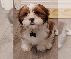 Cava-Tzu Puppy for sale in SACRAMENTO, CA, USA