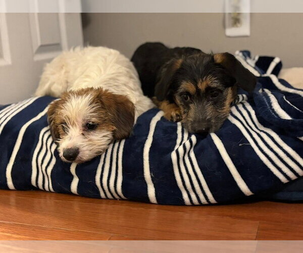Medium Photo #2 Mutt Puppy For Sale in Aurora, IN, USA