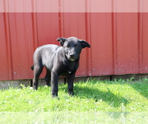 Akita-Labrador Retriever Mix Puppy for sale in SHILOH, OH, USA