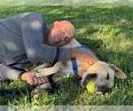 Small American Staffordshire Terrier-Great Dane Mix