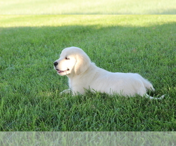 Medium Photo #5 English Cream Golden Retriever Puppy For Sale in GOSHEN, IN, USA