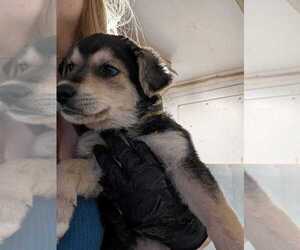 Labrador Retriever-Unknown Mix Dogs for adoption in Calgary, Alberta, Canada