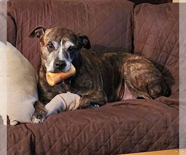 Medium Photo #4 Mutt Puppy For Sale in Oakhurst, NJ, USA