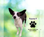 Small #6 Border Collie-Rat Terrier Mix