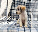 Small #2 Mutt