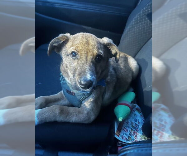 Medium Photo #8 Mutt Puppy For Sale in Plainfield, IL, USA