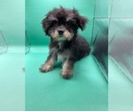 Small Photo #12 Yo-Chon Puppy For Sale in HAMPTON, VA, USA