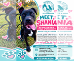 Shania - Female Mutt Dog for Adoption - Small photo