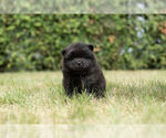 Small Photo #6 Chow Chow Puppy For Sale in NAPPANEE, IN, USA