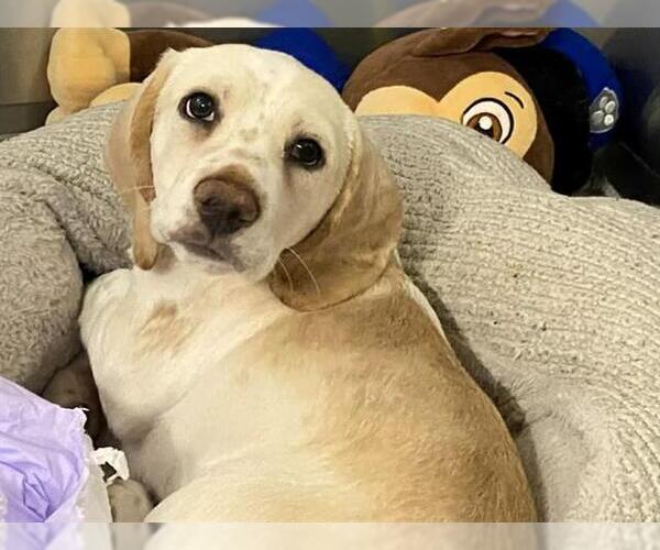 Medium Photo #1 Bagle Hound Puppy For Sale in Orange, CA, USA