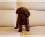 Small #4 Poodle (Toy)