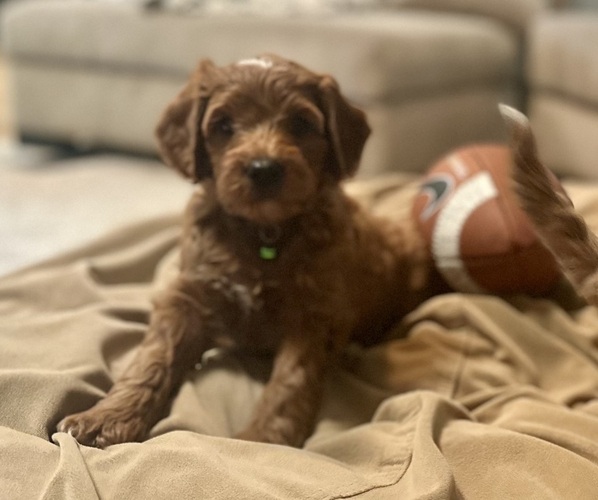 Medium Photo #4 Goldendoodle (Miniature) Puppy For Sale in GILBERT, AZ, USA