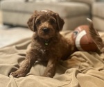 Small #3 Goldendoodle (Miniature)