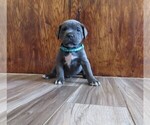 Small Photo #30 Cane Corso Puppy For Sale in APPLE VALLEY, CA, USA