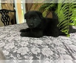 Small #2 German Shepherd Dog