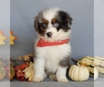 Small Photo #6 Aussiedoodle Miniature  Puppy For Sale in MILLERSBURG, OH, USA