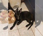 Small Photo #4 German Shepherd Dog Puppy For Sale in ROCKFORD, IL, USA