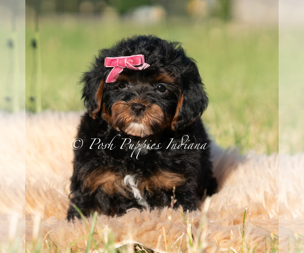 Medium Photo #4 Maltipoo (Miniature) Puppy For Sale in WARSAW, IN, USA