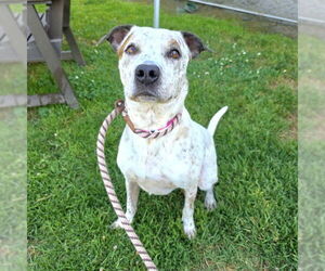 Mutt Dogs for adoption in Long Beach, CA, USA