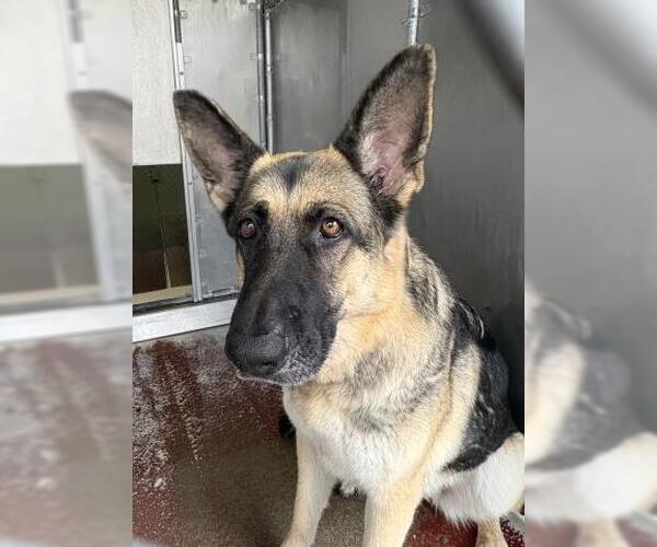 Medium Photo #2 German Shepherd Dog Puppy For Sale in Redlands, CA, USA