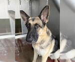 Small #1 German Shepherd Dog