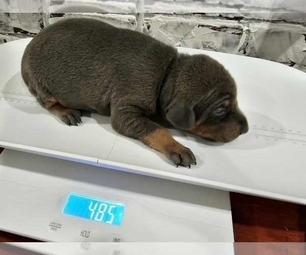 Medium Photo #2 Doberman Pinscher Puppy For Sale in KEMPNER, TX, USA