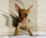 Small Photo #13 Chorkie Puppy For Sale in LA SIERRA, CA, USA