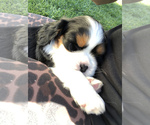 Small Photo #10 Cavalier King Charles Spaniel Puppy For Sale in RIVERSIDE, CA, USA