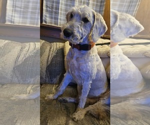 Romeo - Male Goldendoodle Dog for Adoption - Photo #2