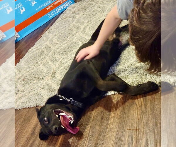 Medium Photo #3 Mutt Puppy For Sale in columbia, SC, USA